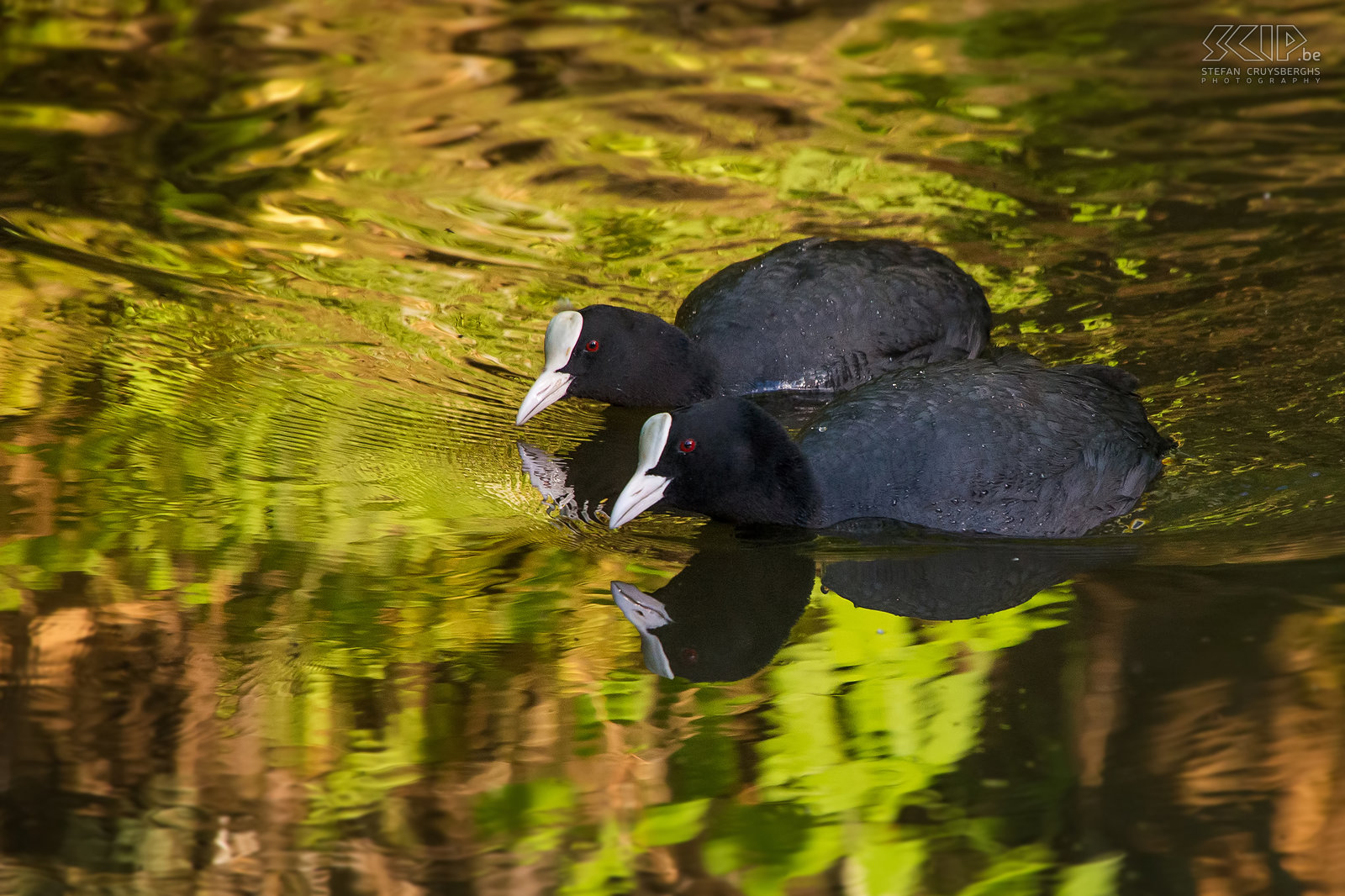 Vogels - Meerkoeten Koppeltje meerkoeten (Eurasian coot/Fulica atra) met mooi weerkaatsend avondlicht in het Hageven in Neerpelt. Stefan Cruysberghs